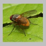 Phaonia rufiventris - Echte Fliege m03.jpg